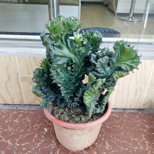 带根超大玉麒麟多肉盆栽龙骨嫁接麒麟植物室内多肉植物