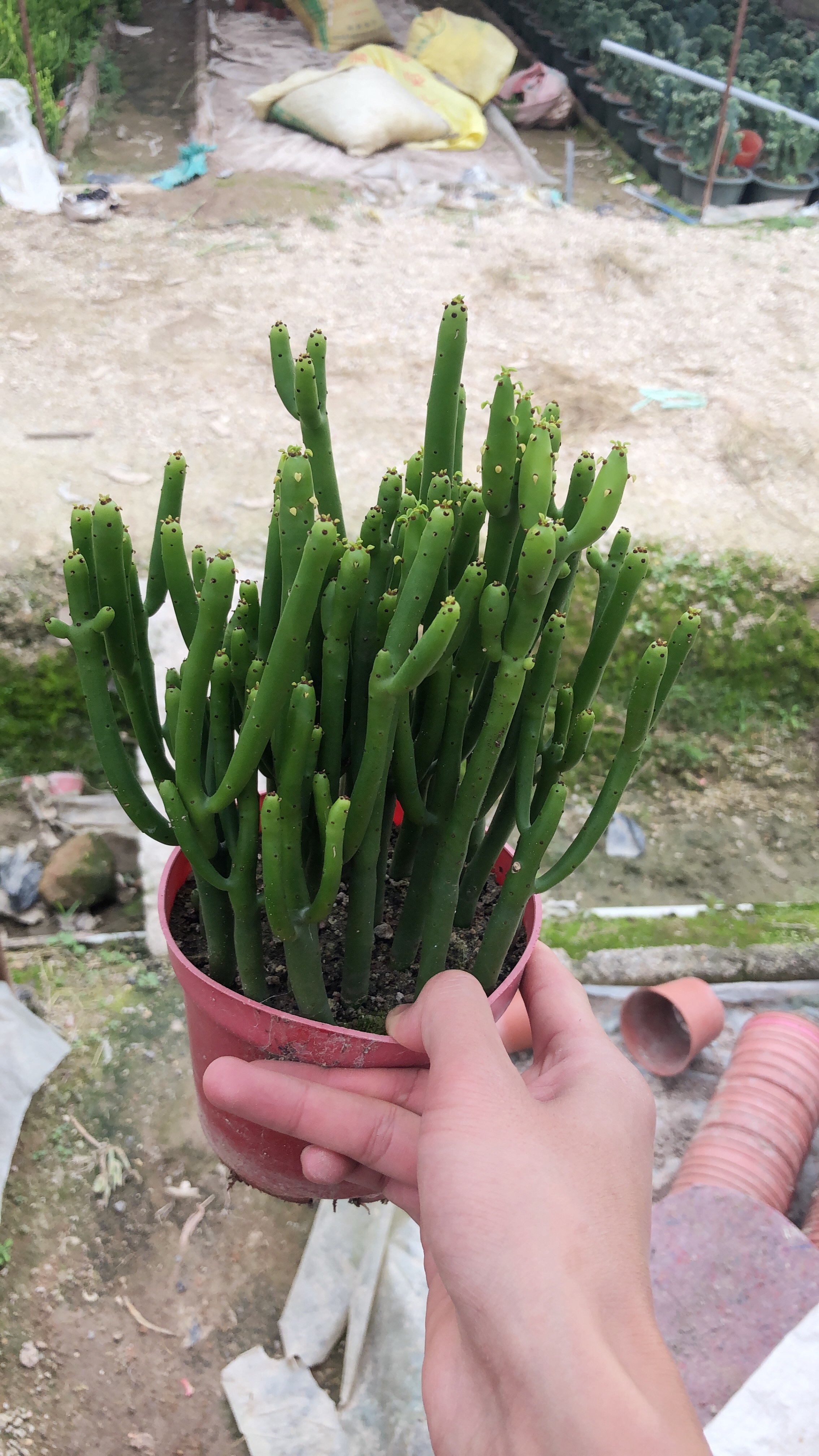 盆栽惜花阁多肉光棍珊瑚树仙仙人掌小盆办公室桌面多肉植物