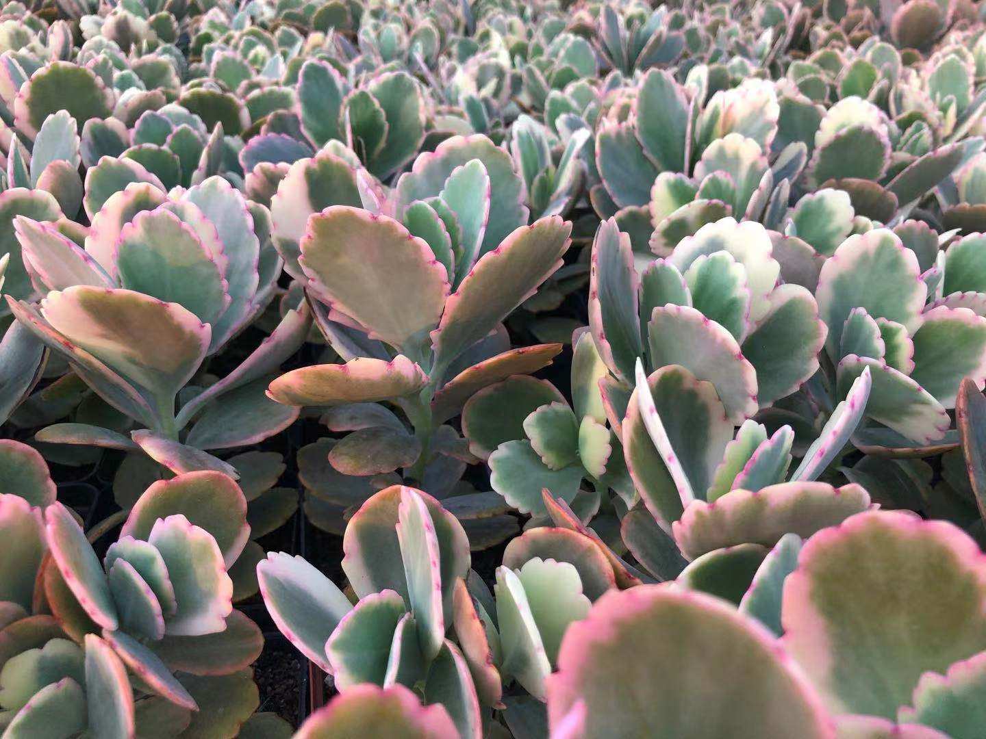 多肉惜花阁蝴蝶蝶之舞植物萌肉组合美观防辐射盆栽多肉植物