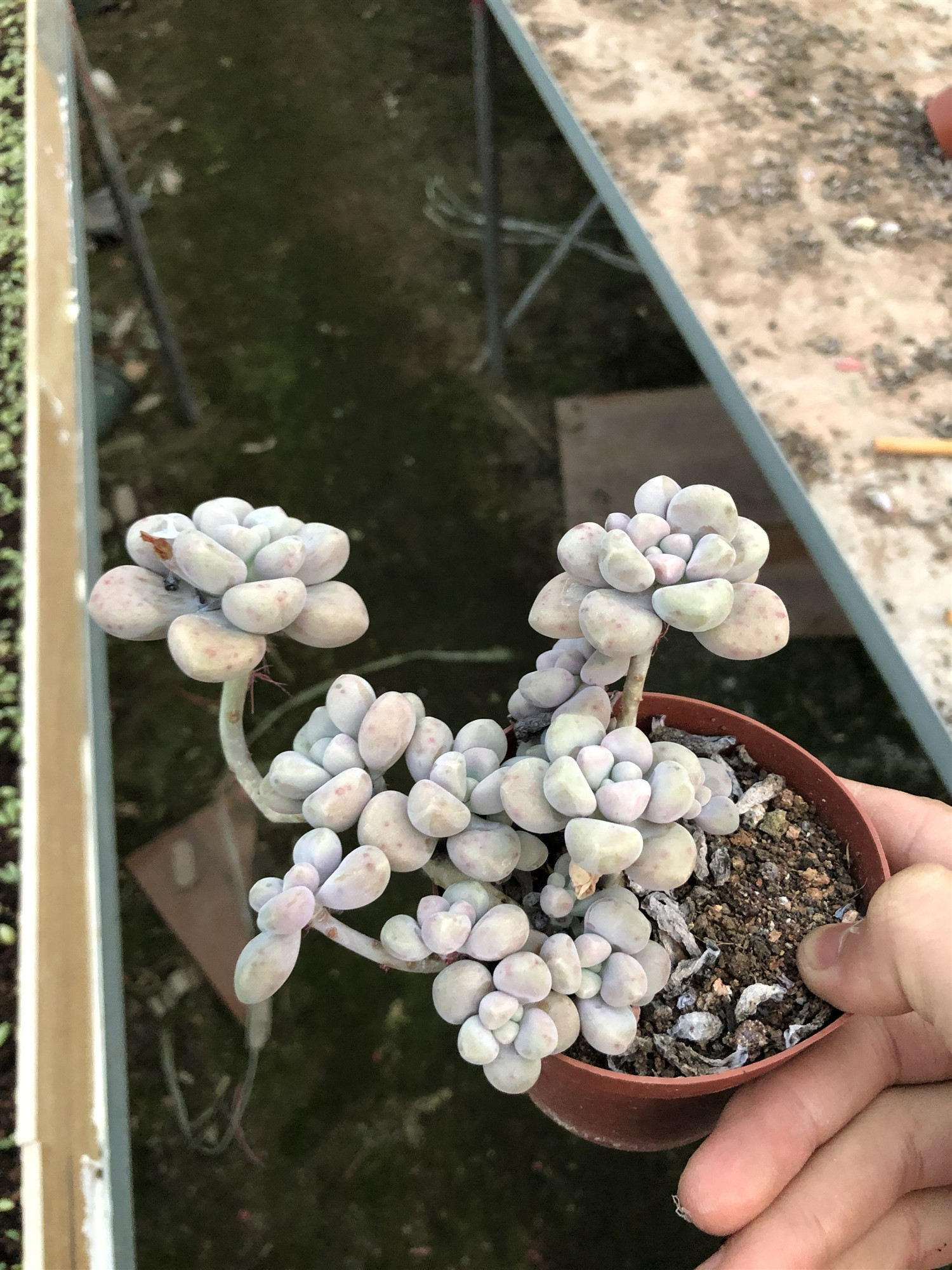 老桩惜花阁多肉植物艾伦超大悬崖群生多头办公室多肉植物