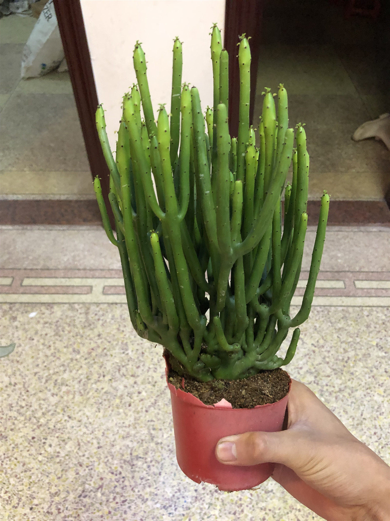 盆栽惜花阁多肉光棍珊瑚树仙仙人掌小盆办公室桌面多肉植物