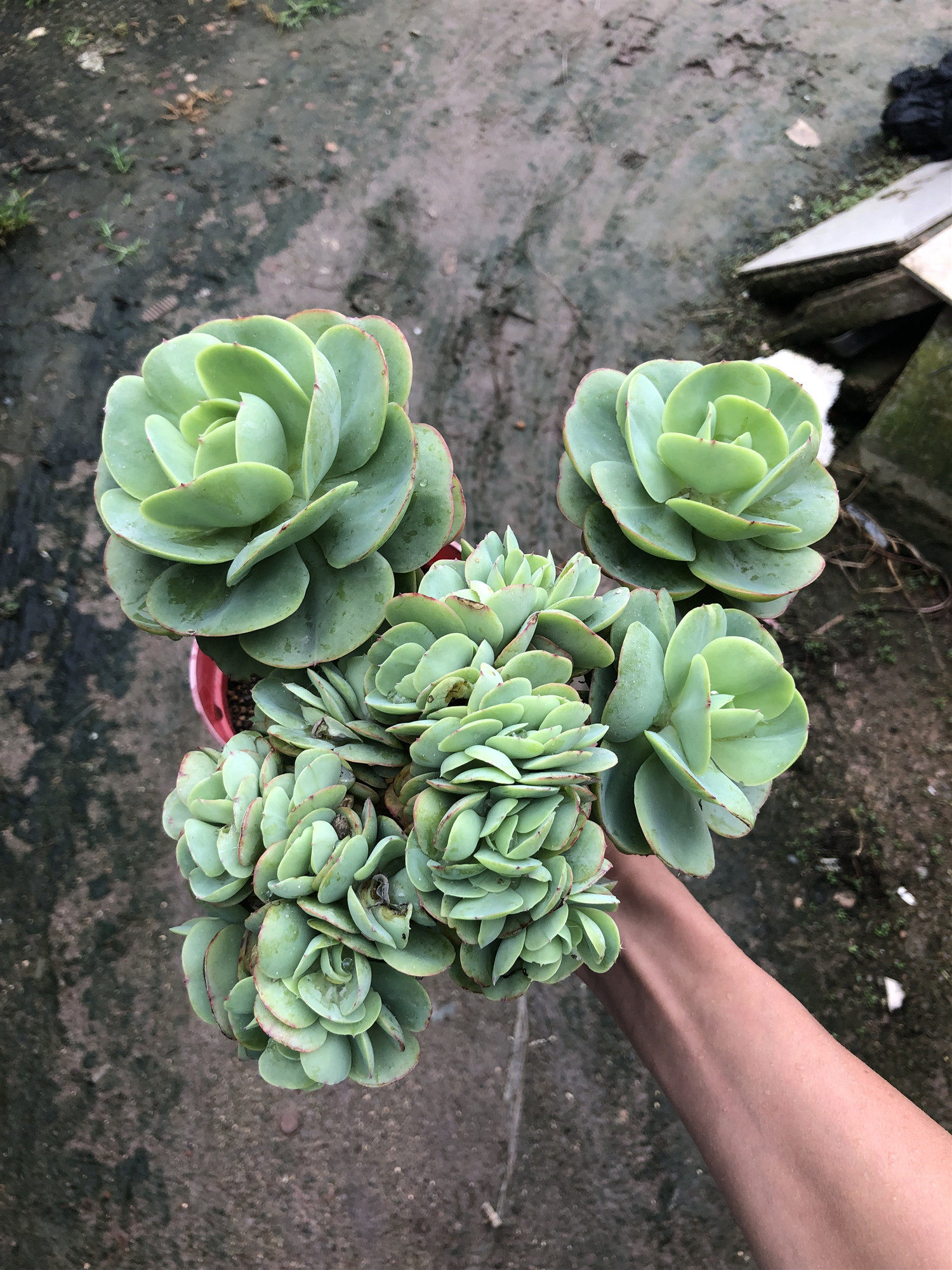 碧桃老桩超大黄碧桃造型办公室桌面美观多肉盆栽多肉植物