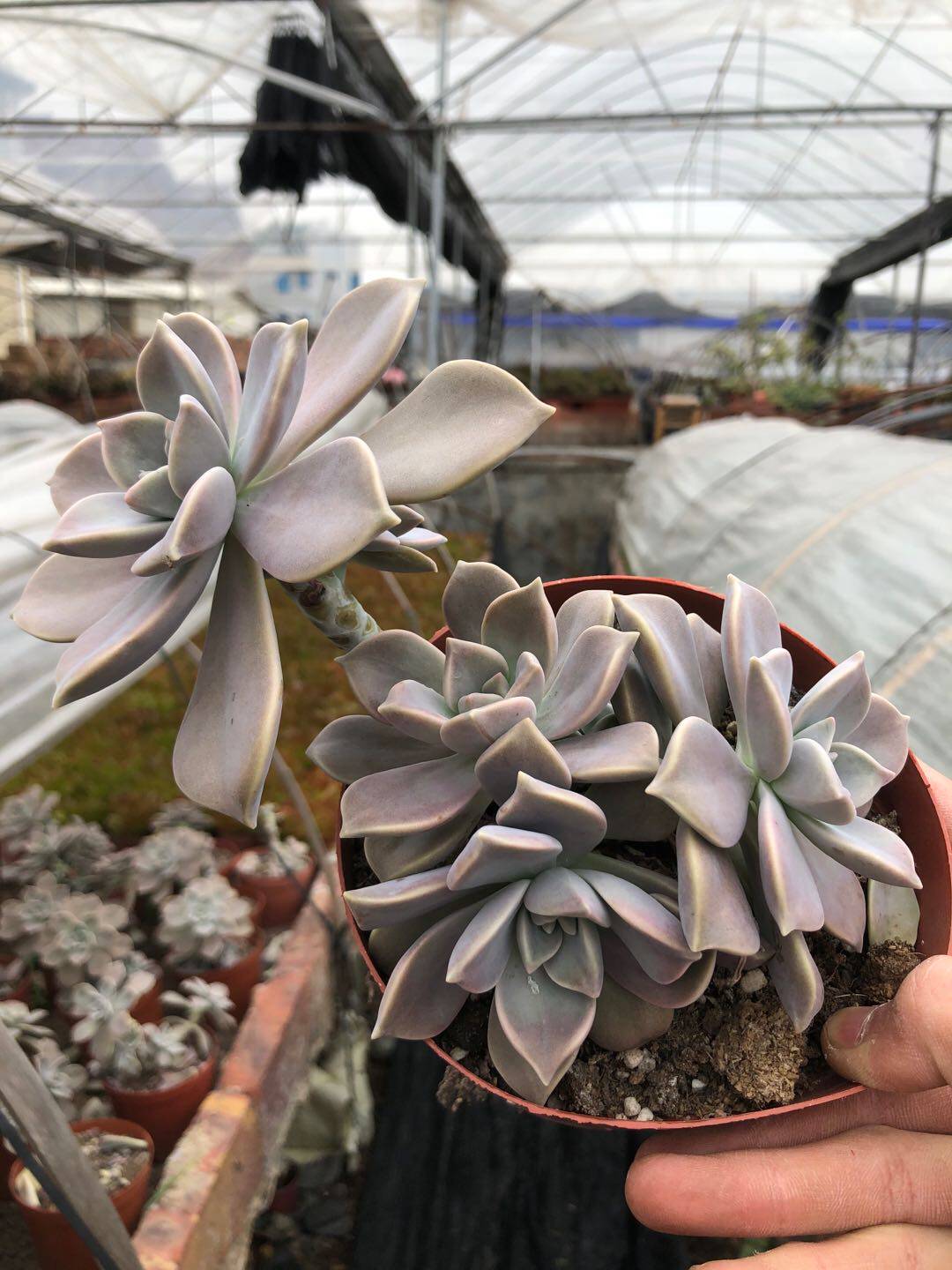 多肉胧月老桩办公室阳台美观趣味盆栽植物多肉植物