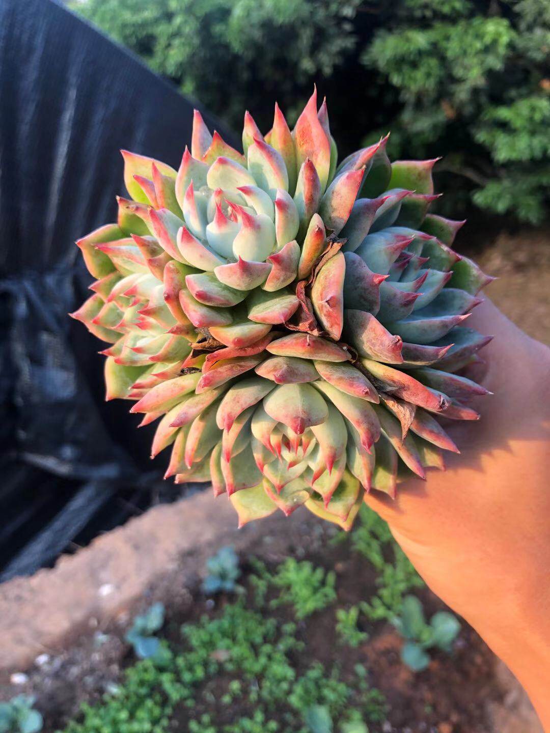 多肉惜花阁植物吉娃娃多头群生吉娃莲多老桩桌面多肉植物