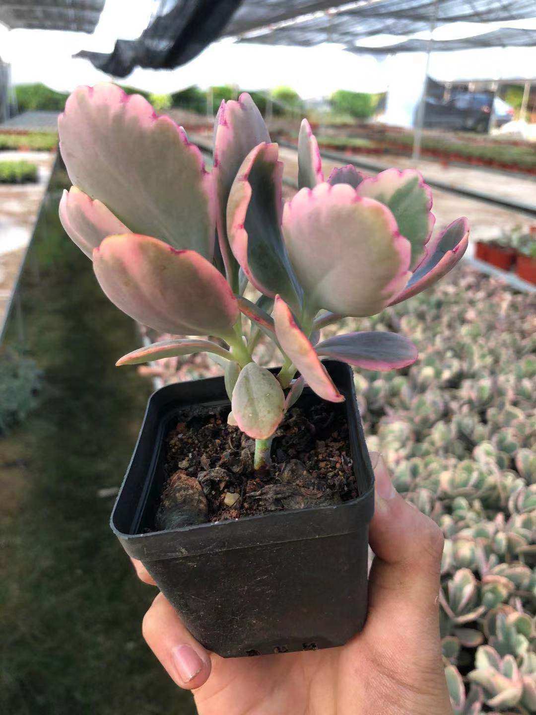 多肉惜花阁蝴蝶蝶之舞植物萌肉组合美观防辐射盆栽多肉植物