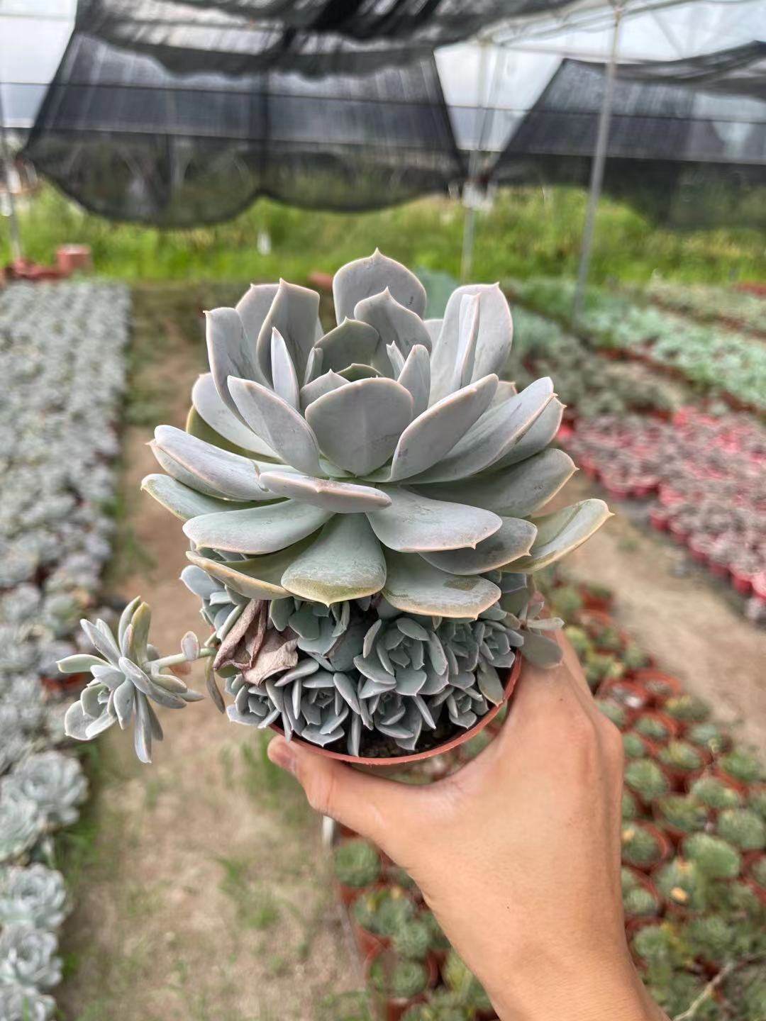 植物包邮清仓氏石莲多头带多崽老桩群多肉盆栽多肉植物