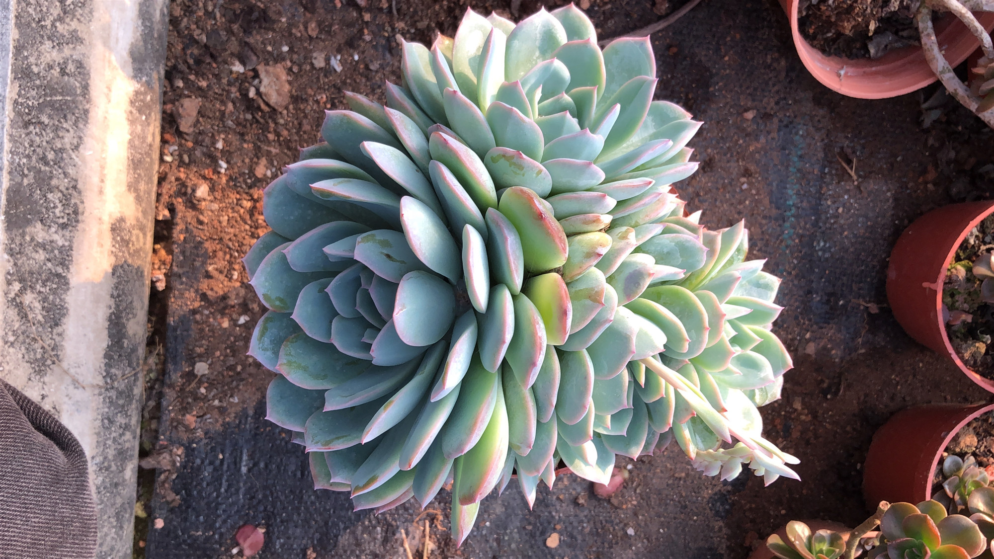 惜花阁超大雨燕群生老桩多肉植物桌面办公室防辐射多肉植物