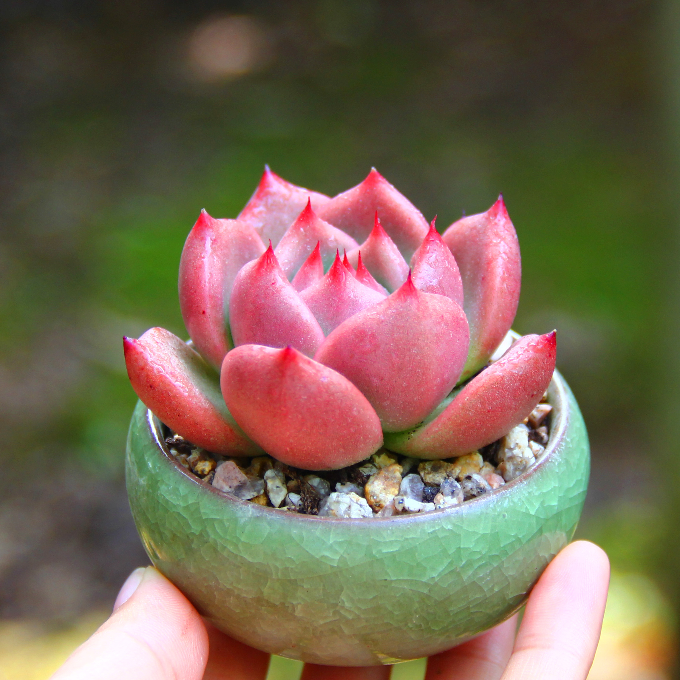 红颜蜜语精养单头状态云南南美多肉植物满包邮多肉植物
