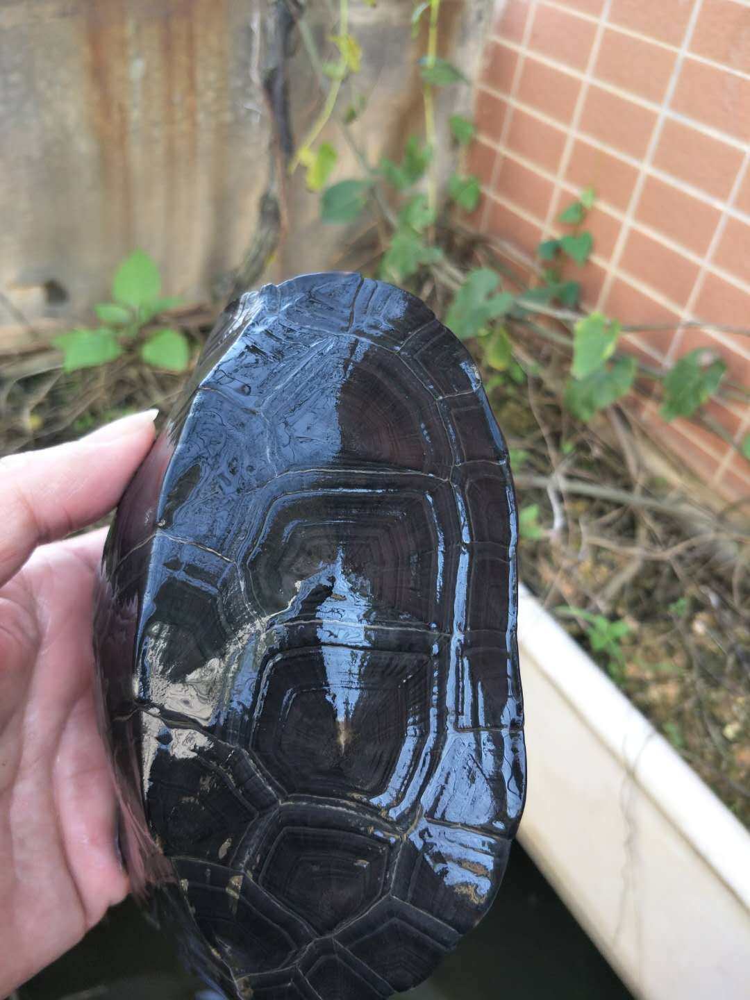 韶关种黑颈草3年成熟大乌龟风水龟家养龟观赏活体宠物龟招财辟邪