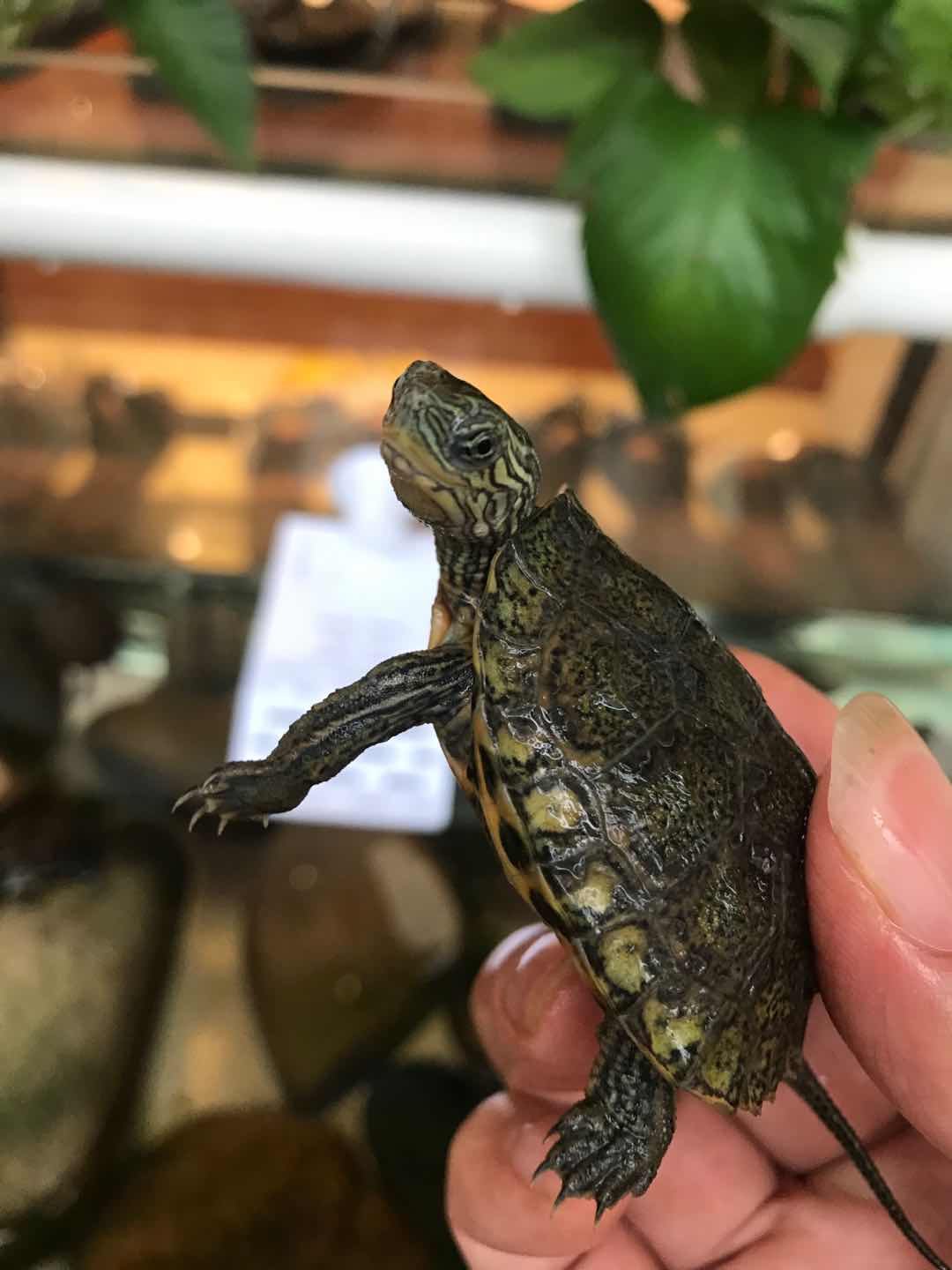 日本石龟杂花龟乌龟活体观赏龟日花杂日花苗日石龟