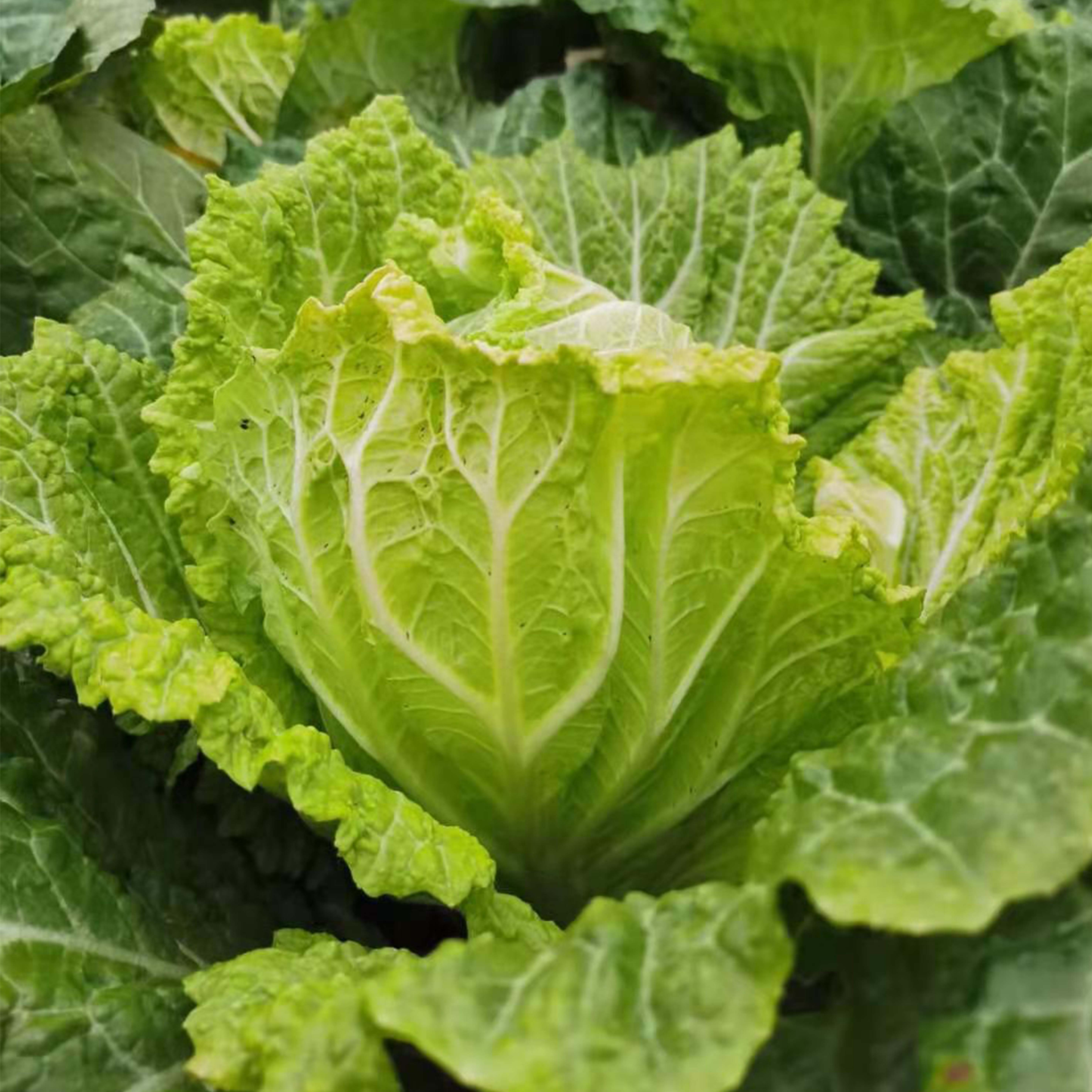 白菜新鲜农家自种高山时令蔬菜大白菜打霜青菜叶菜类