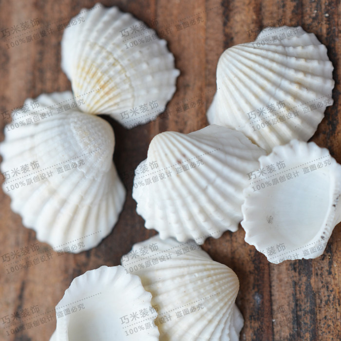 一斤半斤天然海螺白色贝壳大白椰贝鱼缸水族海螺