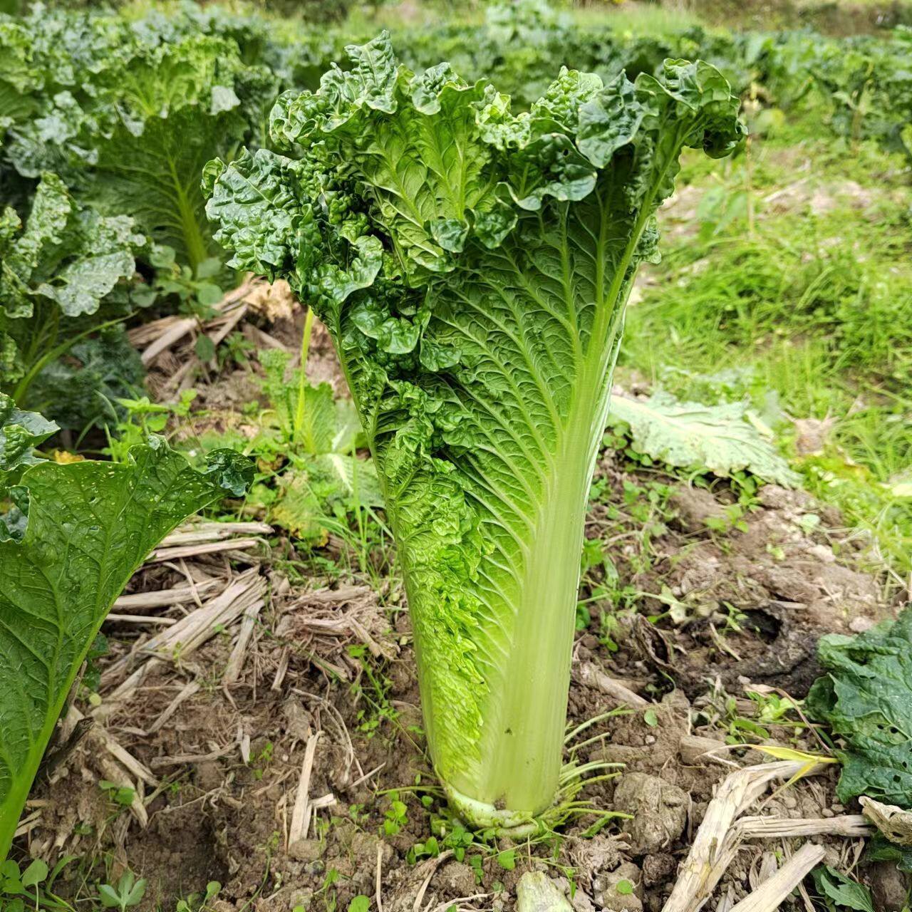 白菜顺丰包邮5斤新鲜麻叶高杆大白菜湖北打霜叶菜类