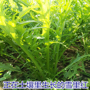 顺丰5斤雪里蕻雪里红雪菜不老雪里青菜蔬菜其它