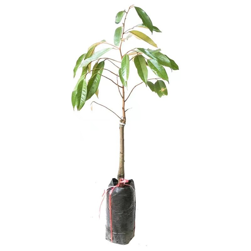 正宗泰国金枕榴莲苗带土带叶发货盆栽地种进口果树