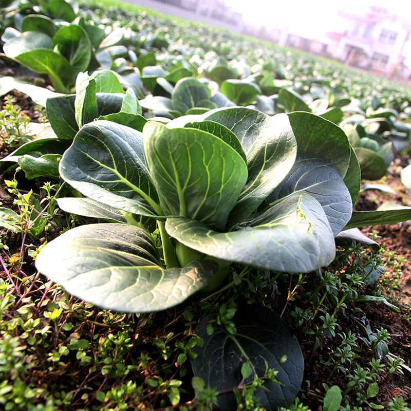 小油菜新鲜上海寒菜瓢儿菜青菜叶白菜500g叶菜类