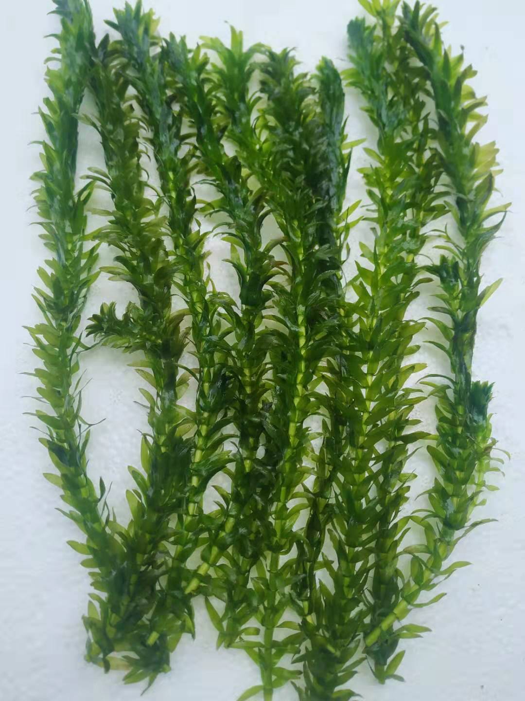 冷水蜈蚣草活体真水草粗生耐活不用水草泥的懒人水草新手鱼缸造景