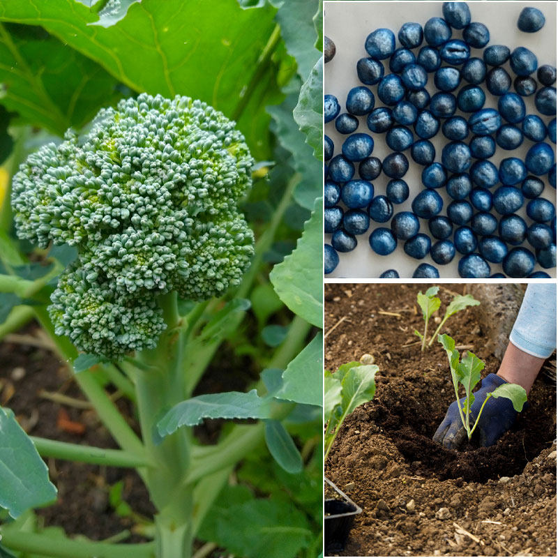 种子进口西兰兰花耐寒优秀炎秀曼陀秋季四季家庭园艺种子