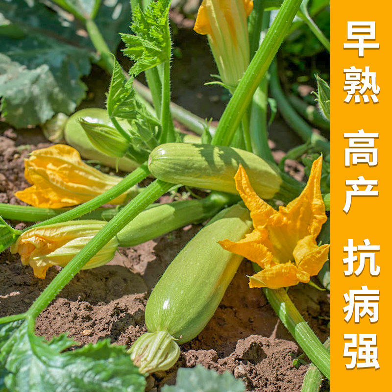 高产西葫芦种子抗病早熟青南南瓜种籽盆栽春秋家庭园艺种子