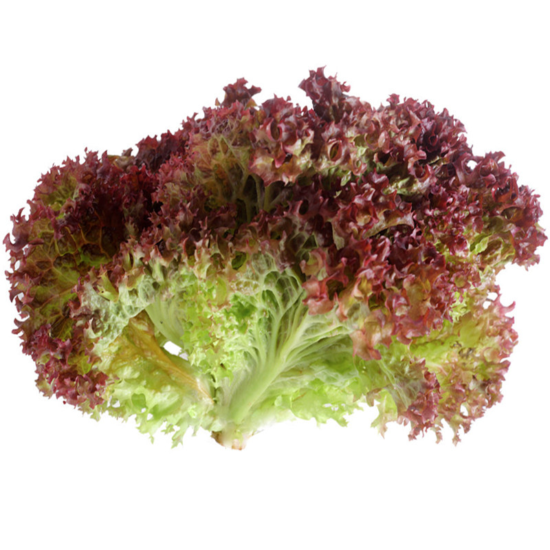 紫霞生菜种子韩国烤肉紫叶生菜种籽春季秋季四季阳台大田连续采摘