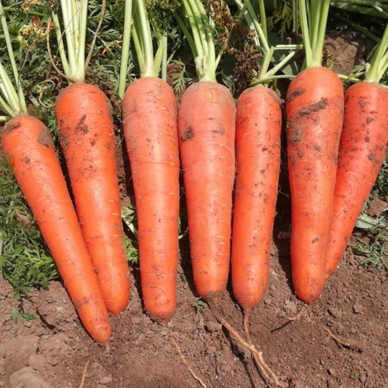 日本菜种蔬菜五寸种籽三红萝卜水果紫黄四季家庭园艺种子