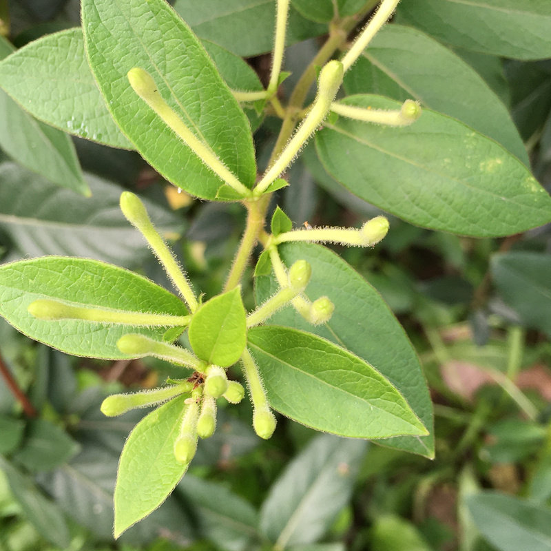 金银花广西野生金银花茶中药材当季新货无硫精选金银花