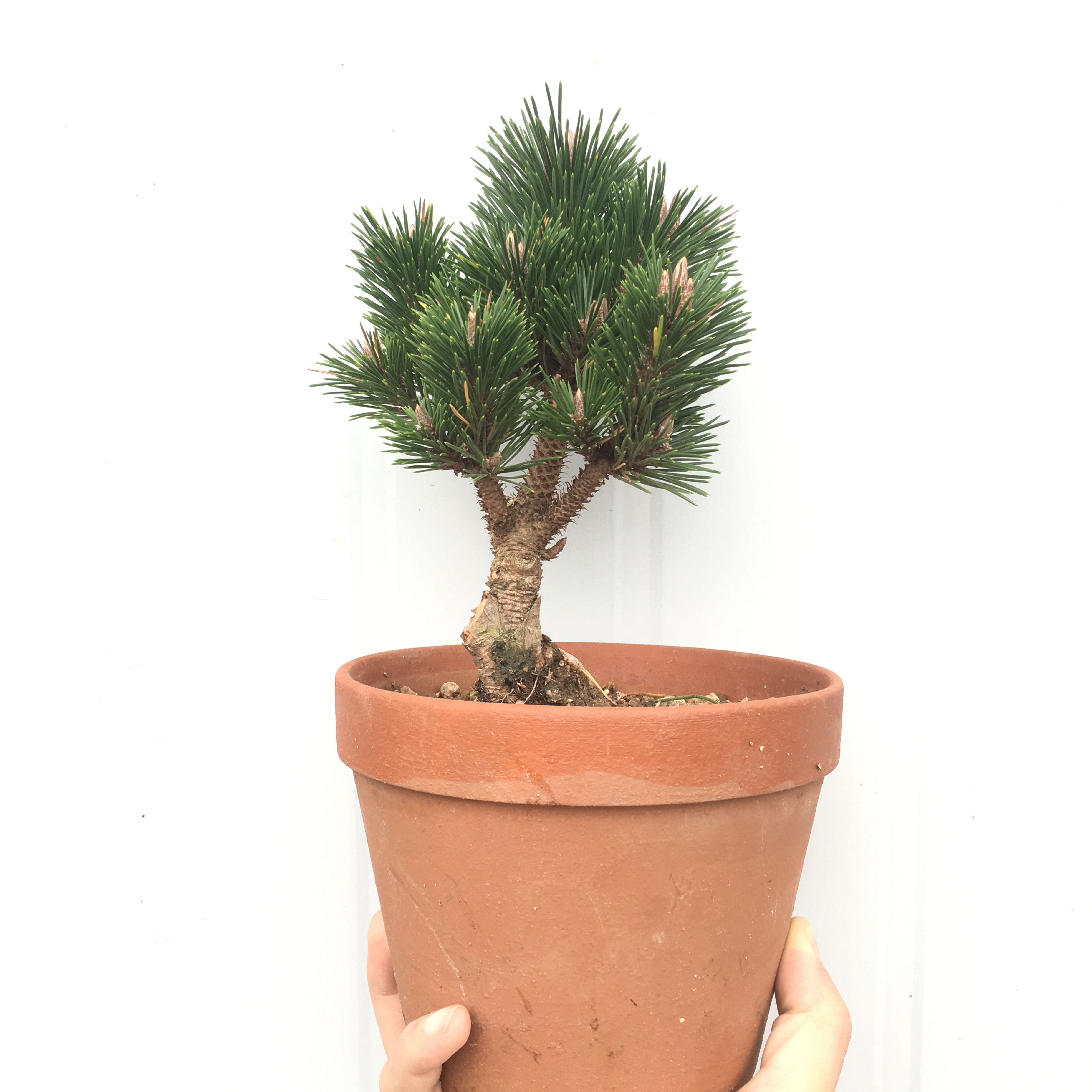 盆景日本千寿嫁接小苗短针千寿丸树桩绿植一物绿植