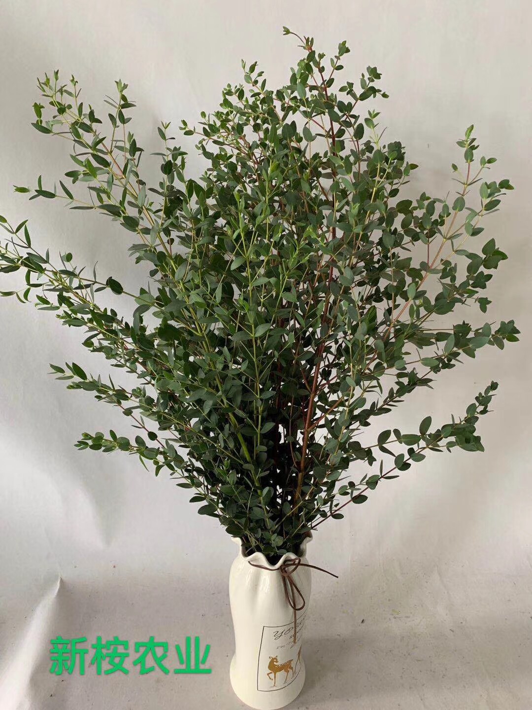 尤加利新鲜顺丰花制作干花花店搭配配花大树树杈鲜花速递同城