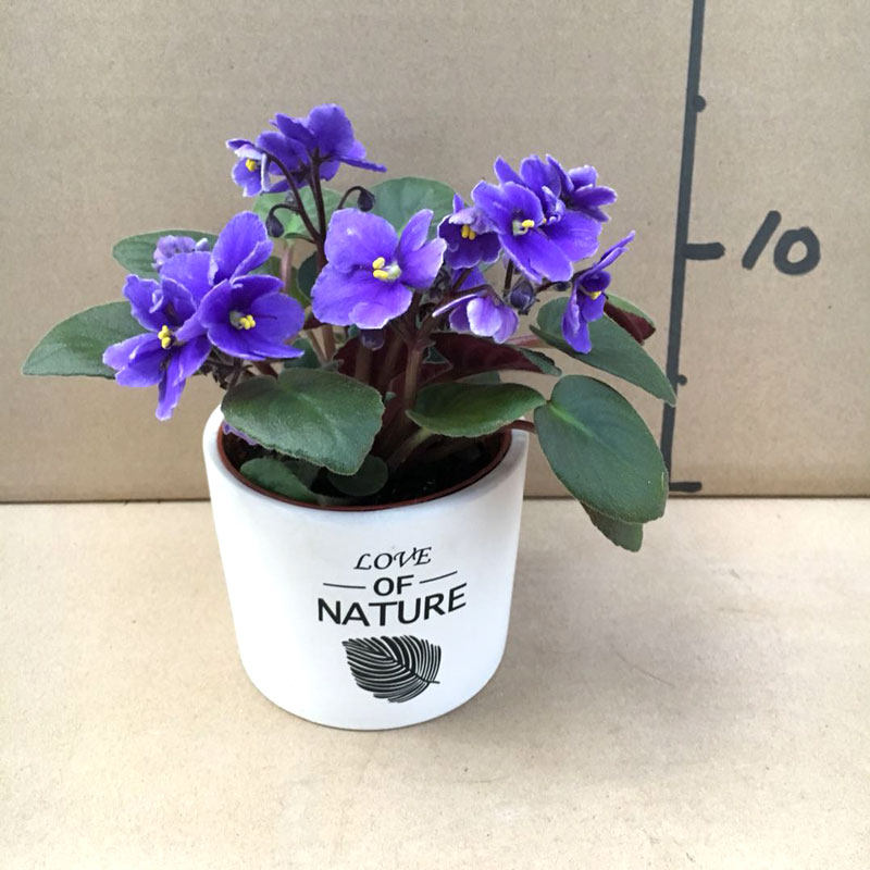 重瓣紫罗兰花卉盆栽非洲堇苗室内桌面四季开花观绿植