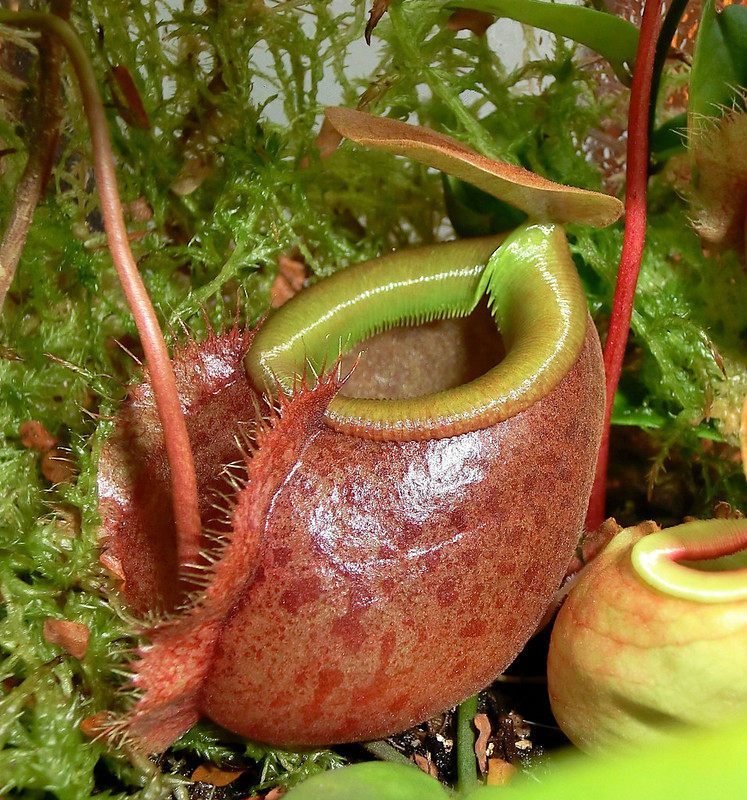 捕蝇贝里猪笼草bellii食虫植物草驱蚊草多肉绿植绿植