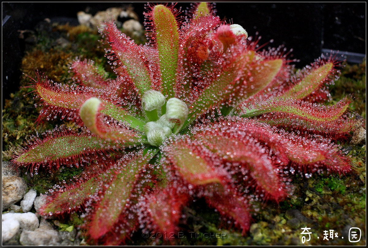 食虫植物格拉莫哥茅膏菜香花茅膏稀有品种绿植