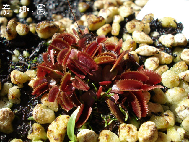 食人食虫植物红色人鱼花食虫草超大捕蝇草捕绿植