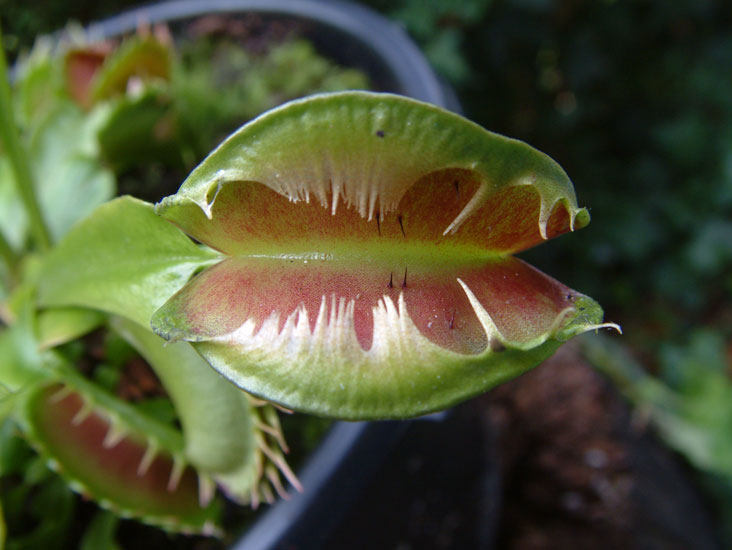 食虫植物模糊牙捕蝇草小苗食虫植物