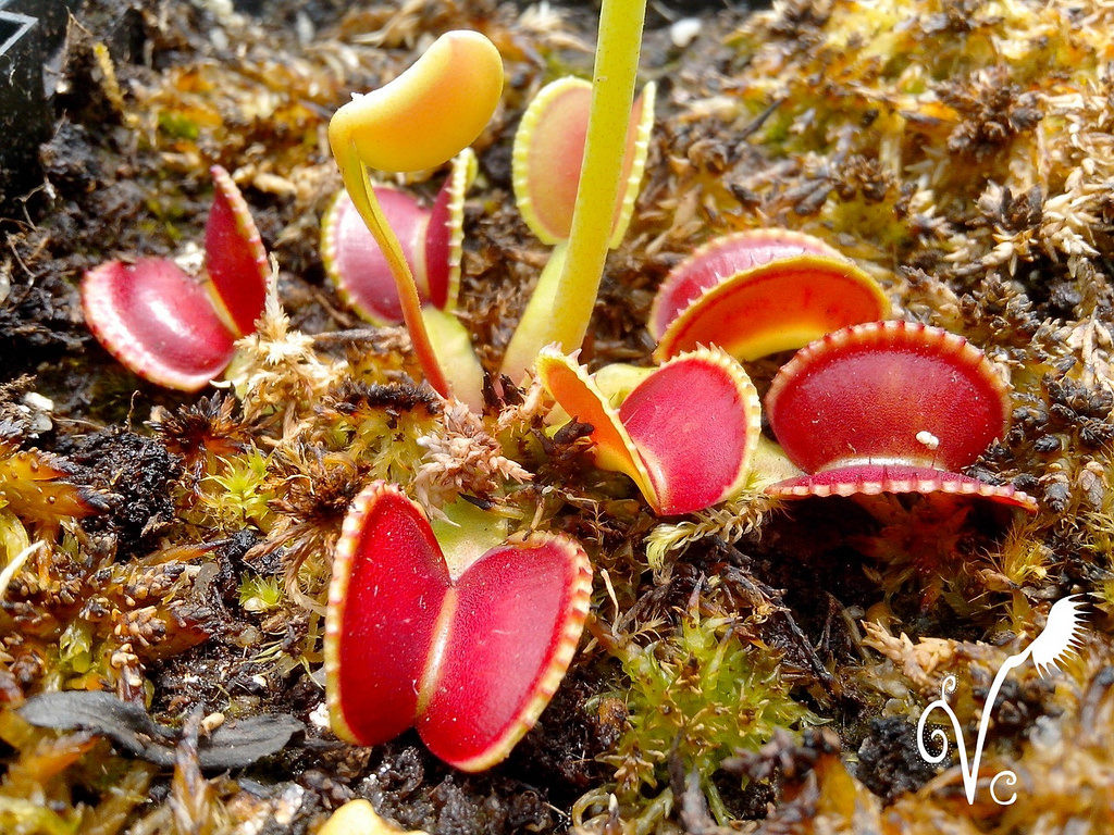 食虫植物圆齿捕蝇草直立贝壳稀有高端品种绿植