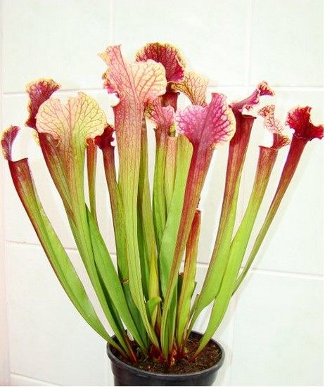 蝇草植物食虫朱迪瓶子草捕食人花扑驱蚊管状绿植