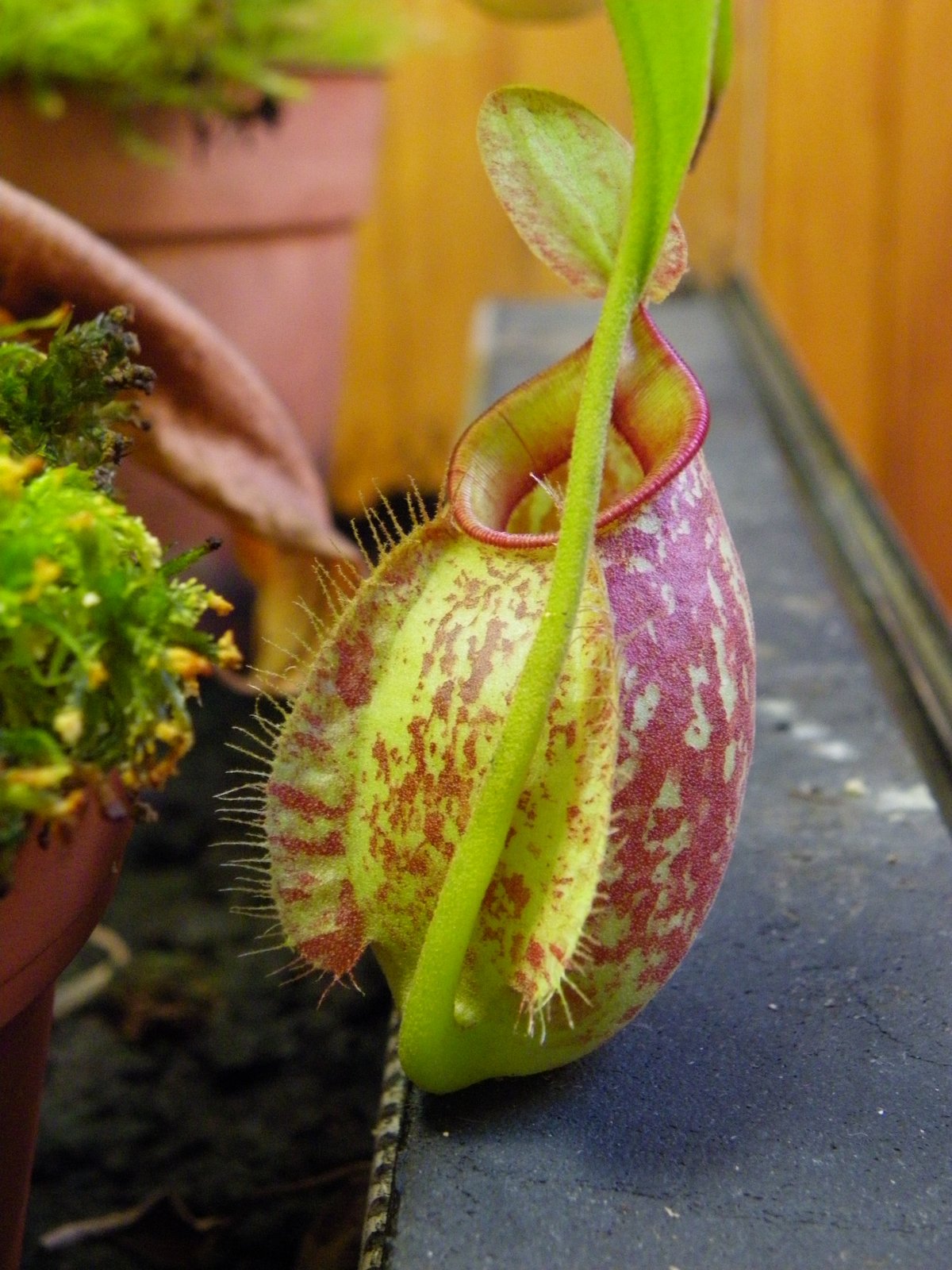 食虫植物虎克猪笼草虫草食人奇趣绿植盆栽包邮绿植