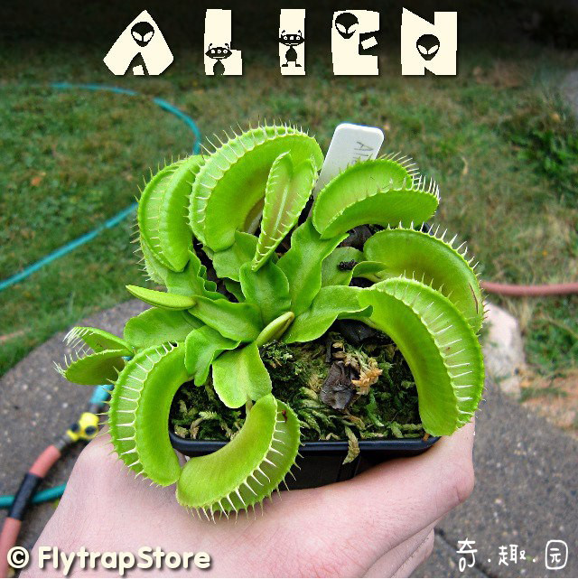 食虫植物异形捕蝇支持看图选苗包邮绿植