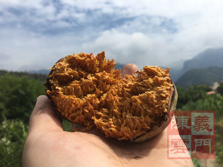 果苗凉粉薜荔木莲爱玉藤苗庭院院墙匍匐庐山绿植