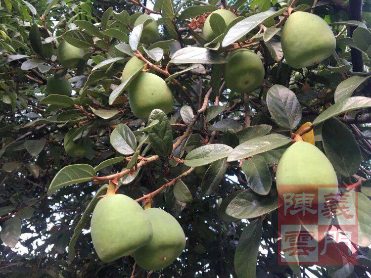 果苗凉粉薜荔木莲爱玉藤苗庭院院墙匍匐庐山绿植