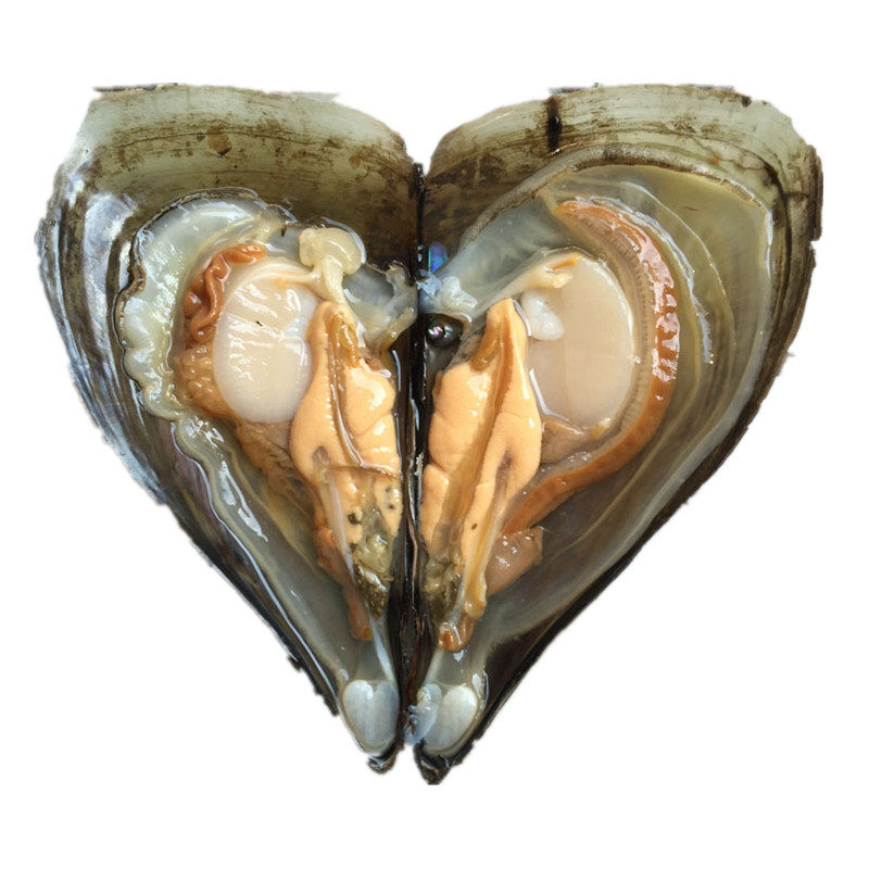 海鲜鲜活带子新鲜绿贝野生海带子大绿贝绿甲烧烤海鲜水产鲜活贝类