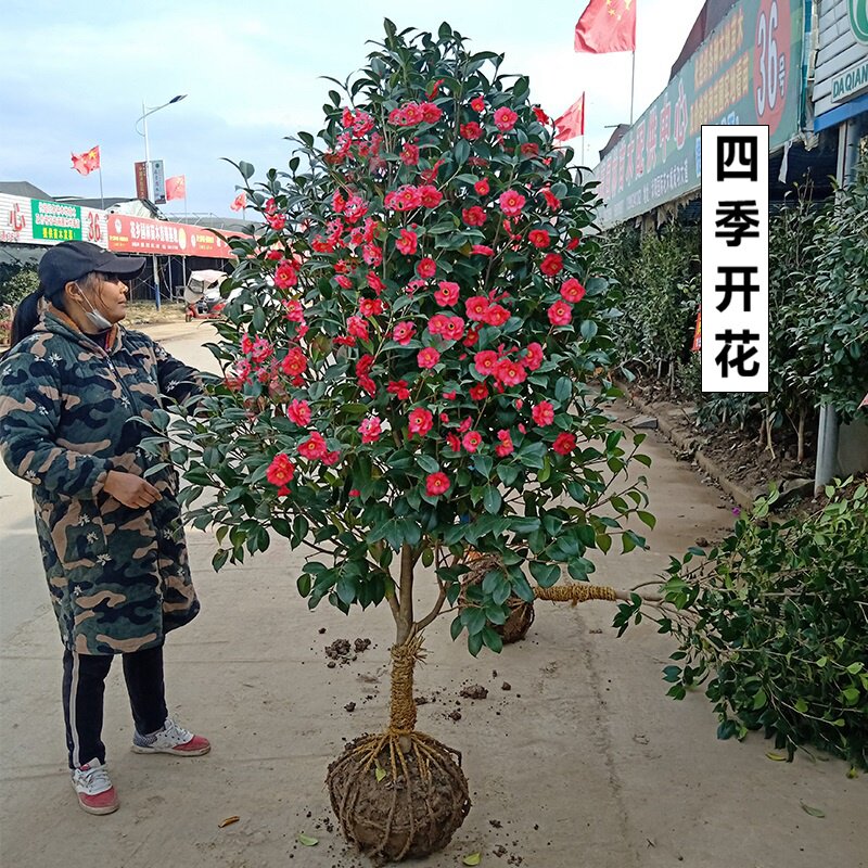 四季常青耐冬茶花冬季庭院风景耐寒花卉植物时令草本花卉