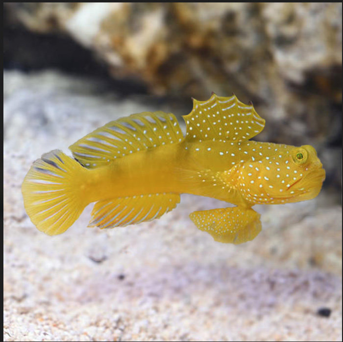 虾虎万鱼海水黄金金头双色钻石哨兵小丑翻砂鱼