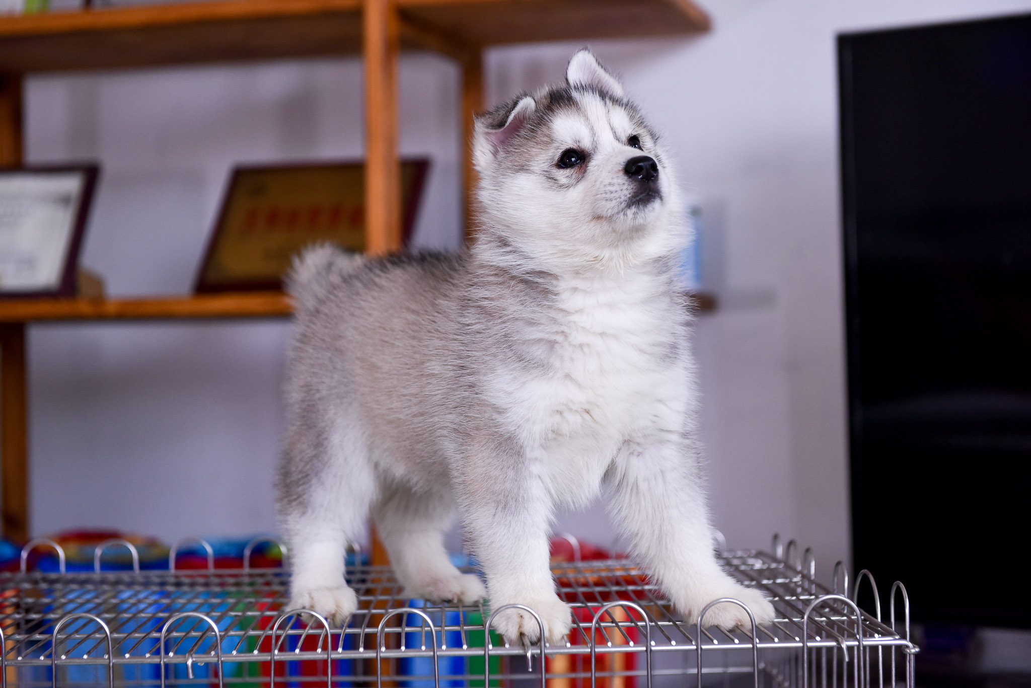 北京犬舍出售赛级双血统银灰色哈士奇纯种幼犬活体狗狗