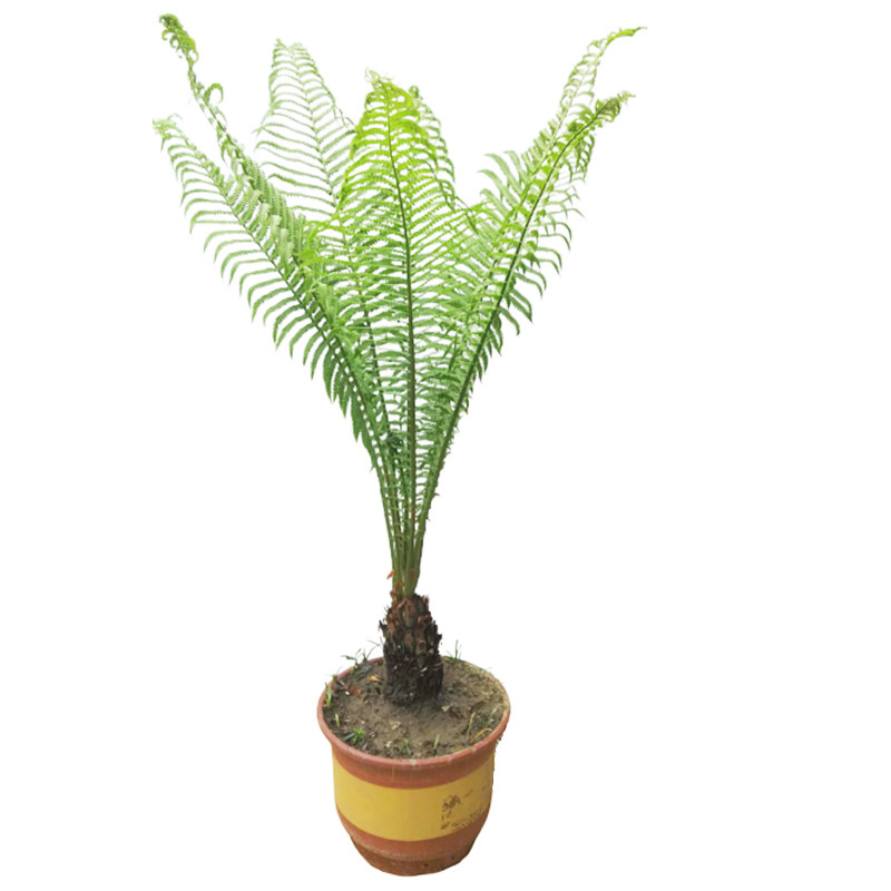 蕨类植物贯众蕨净化空气吸甲醛新品蕨室内防辐射盆栽盆景蕨类绿植