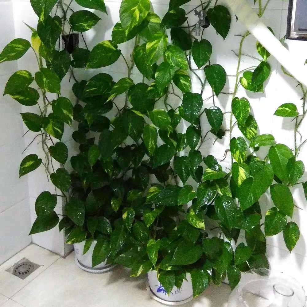 白金葛花叶绿萝大盆黄金雪花葛长室内盆载绿植绿植
