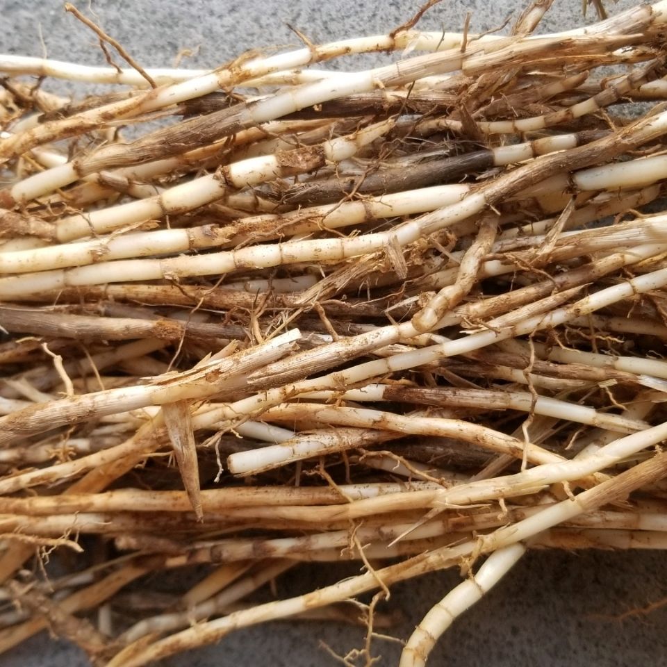 白茅根新鲜现挖毛根茅草根丝茅根干品中药材带皮茅根其他药食同源食品