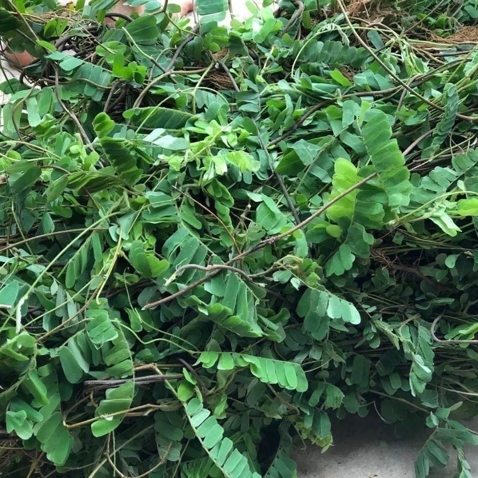 山鸡进入店铺采药人