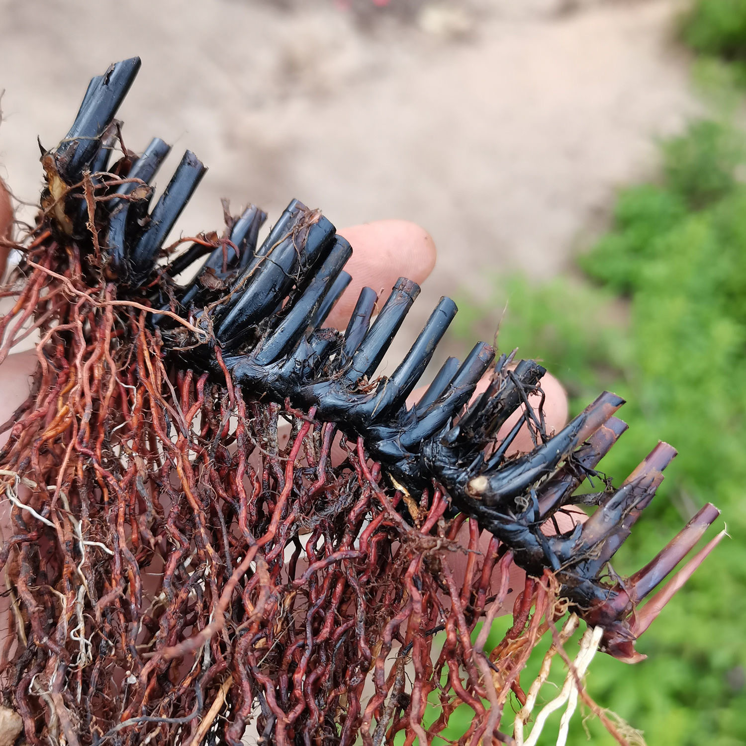 草根席草草头农家自晒蔺草马蔺根石草根新鲜现采其他药食同源食品