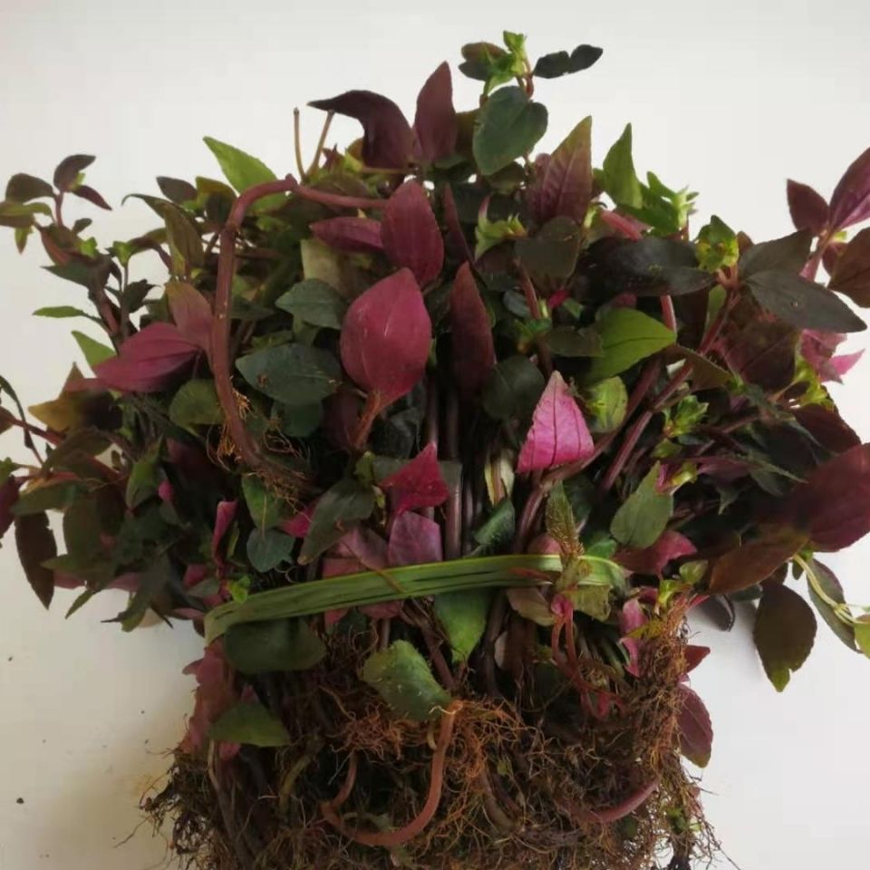 风柜斗新鲜风鼓草风谷草风骨草槠头红干中药材冬季药膳养生汤料