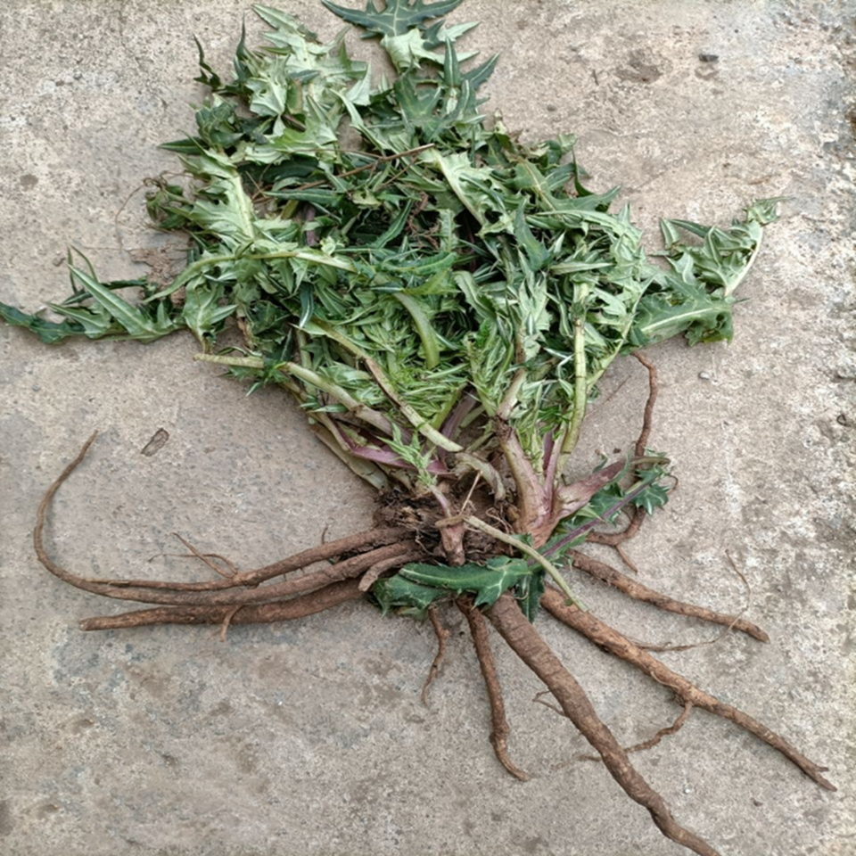 野生大蓟根新鲜马刺根刺萝卜刺蓟马蓟虎炖汤现挖其他药食同源食品